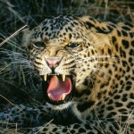 leopardo rugiendo