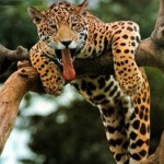 leopardo trepado
