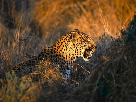 leopardo acechando