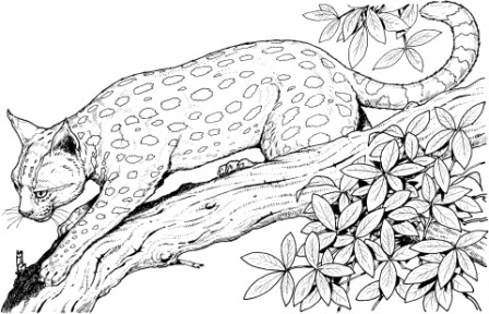 dibujo de leopardo para colorear