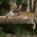 leopardo descansando en arbol