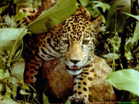leopardo en la maleza