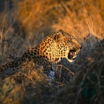 leopardo acechando