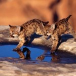 cachorros de leopardo