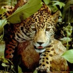 leopardo en la maleza